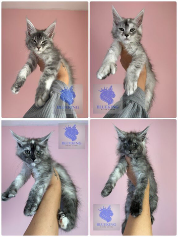 Stunning Maine coon kittens shaded lines polydactyl