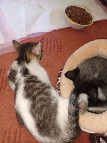 9 week old kitten for sale