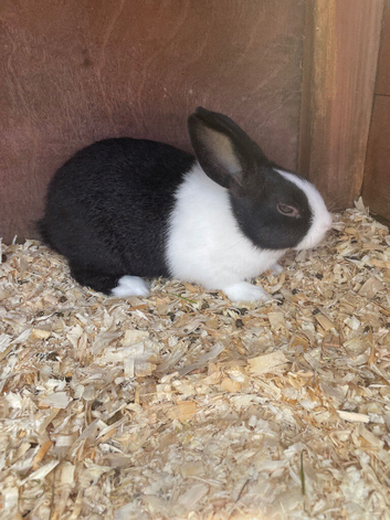 Baby Dutch comes with indoor cage