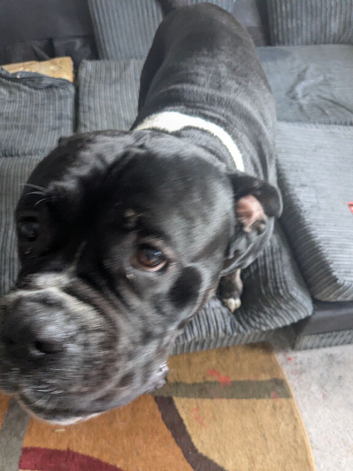 Bear, Cane corso cross American bully
