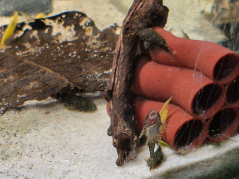 Juvenile bristle nose plecs.