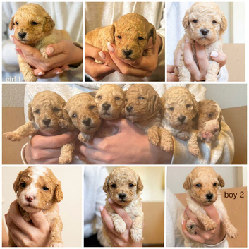 F1B Cavapoochon puppies 1 girl &1 boy left