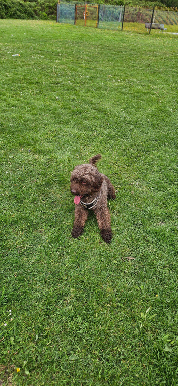 Male Cockapoo