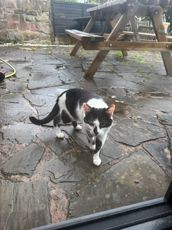 Black and white 1year old male cat