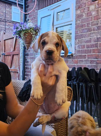 French bulldog x Show cocker spaniel pups
