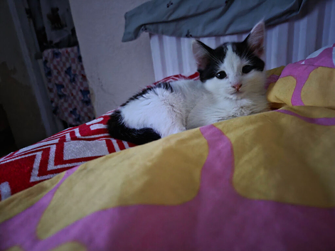10 week old female kitten