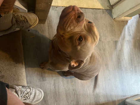 2 year old short bully