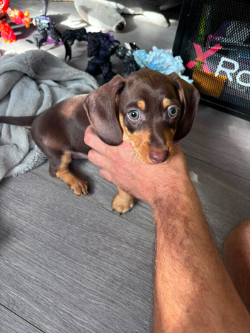 2 female dachshund pups for sale.