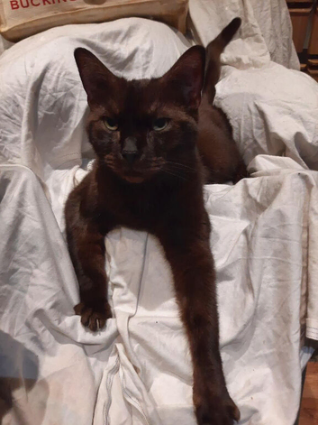 Ragdoll x Burmese Female