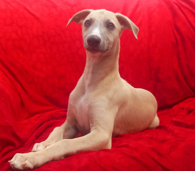 Two top quality KC registered fawn male pups available.