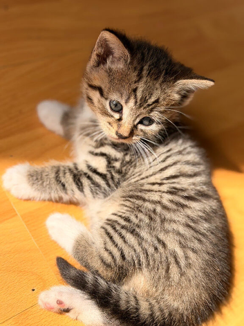 Two little tabby  kitten for sale