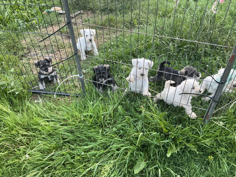 Miniature schnauzer puppies
