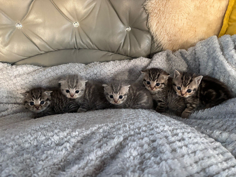 5 mix litter beautiful Scottish fold kittens