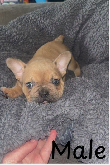 French bulldog puppies ready now