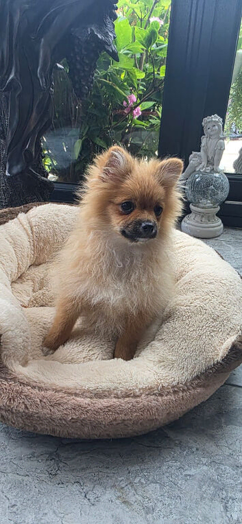 Last 2 Pomeranian puppies