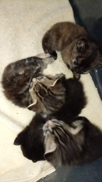 Mum cat and her kittens