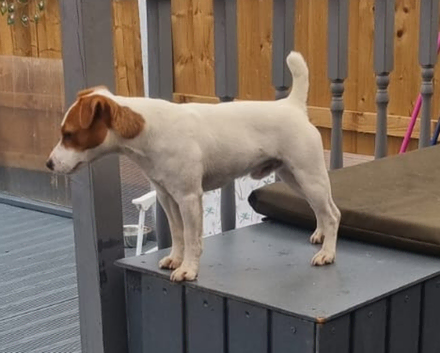 Jack the jack Russell stud dog