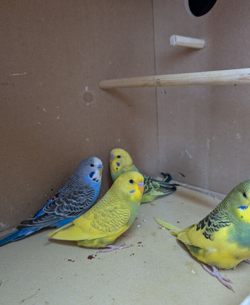 Budgies - Various Colours