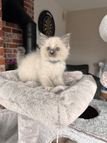 Beautiful Ragdoll Kittens Ready Now.