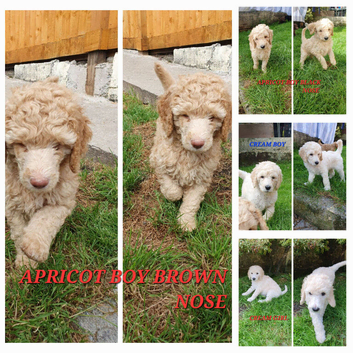 Standard poodle puppies kc registered