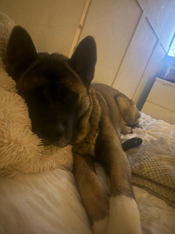 akita boy looking for his forever home