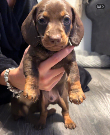 Dachshund Puppies For Sale