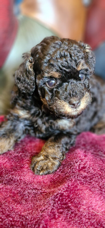 Tiny toy poodle female puppy. Health tested parents
