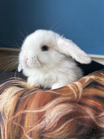 Two beautiful boys available