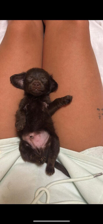 Male Jackapoo puppies