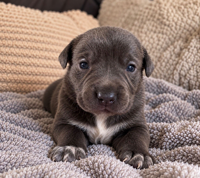 Gorgeous Blue & Brindle Mixed Breed Puppies