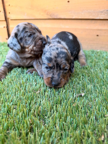 3 Beautiful minis!