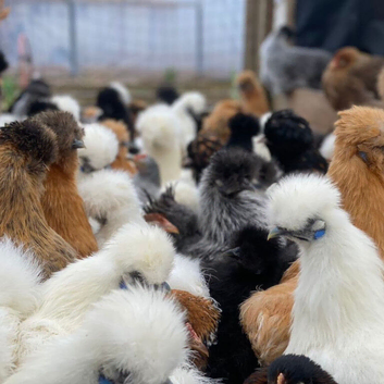 Mixed Silkies POL