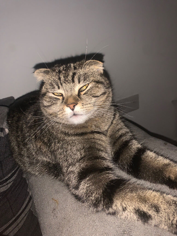 Beautiful Scottish fold