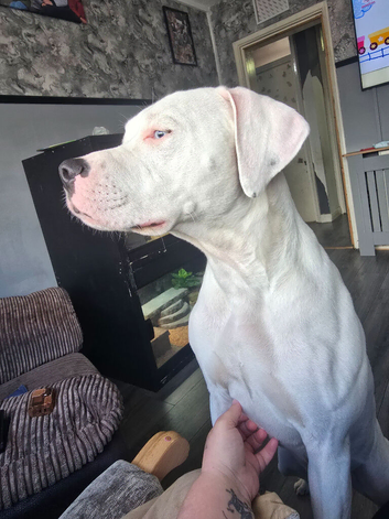 American bulldog cross