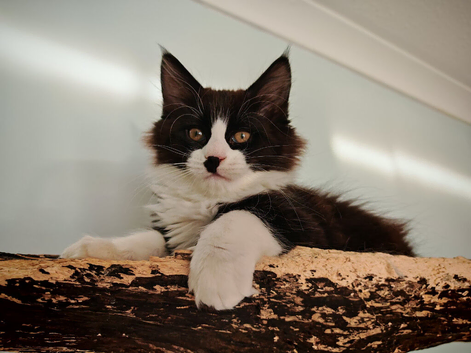 Stunning Maine Coon girl