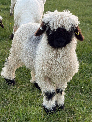 Absolutely Gorgeous Valais Blacknose Ram lambs