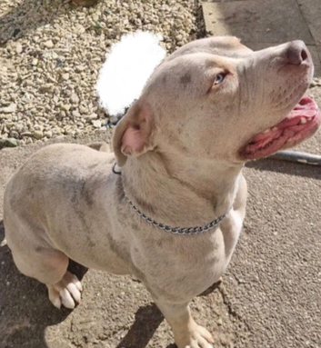 Champagne merle female bandog