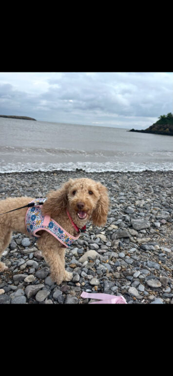 Cockapoo girl for sale 4 years old