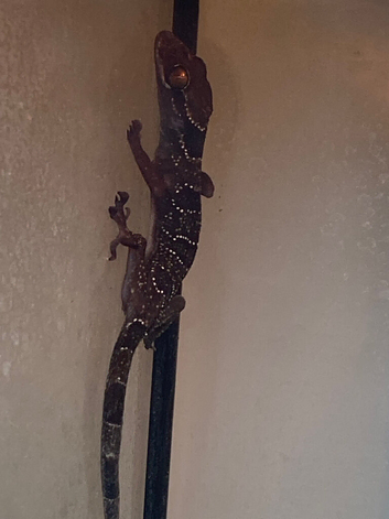 3x house geckos including setup