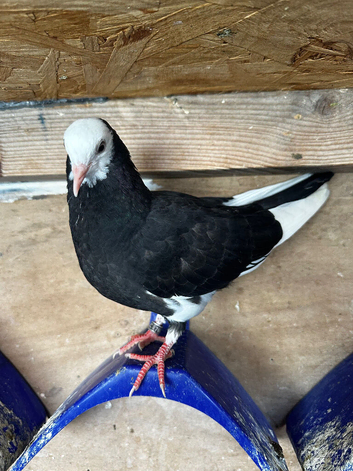 Mix strain rollers for sale young and old birds