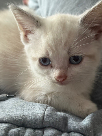 Beautiful blue eyed kitten