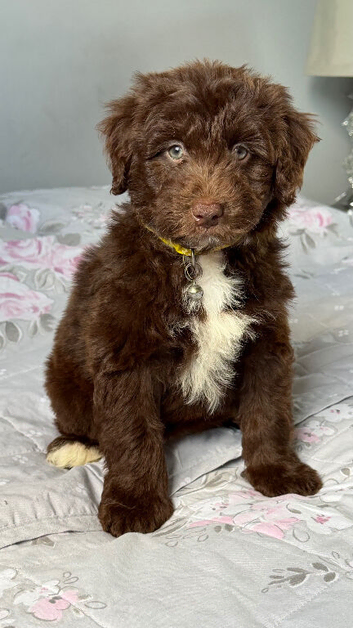 Aussiedoodle F1 Health Tested Parents