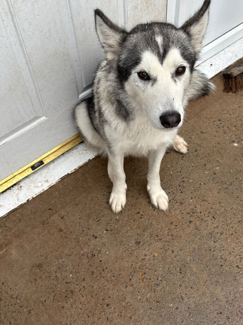 Dog for sale