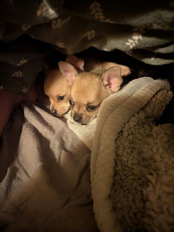 Chihuahua
