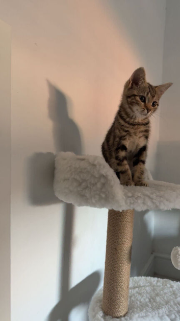 Kitten 4 month old
