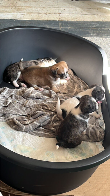 Puppies for sale