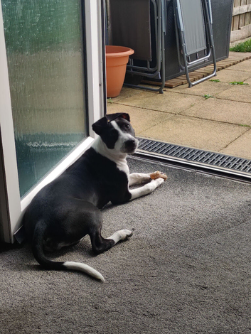 Bullgrey X Staffordshire bull terrier