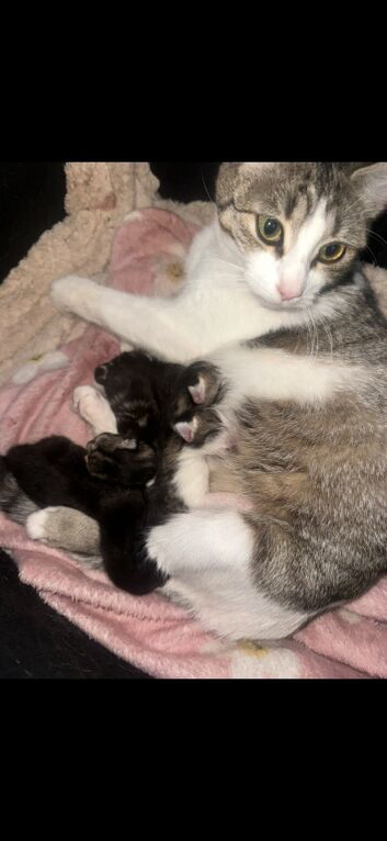 6 beautiful chunky kittens for sale