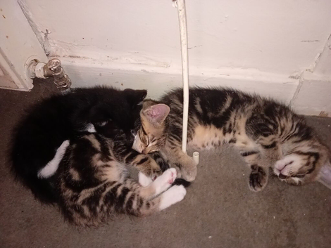 3 kittens for sale
