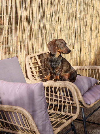 Rodger the dachshund